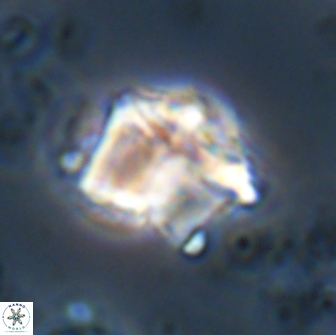 Lithoptychius chowii 21829