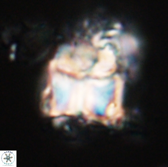 Lithoptychius chowii 23017