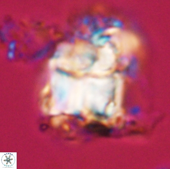 Lithoptychius chowii 23018