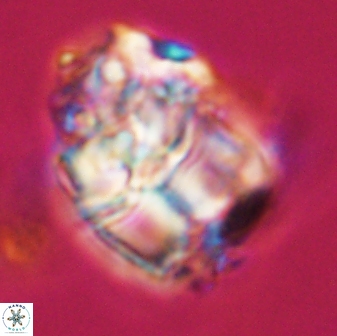 Lithoptychius chowii 23019