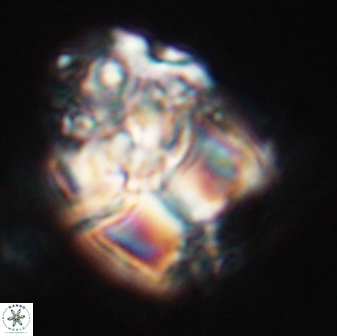 Lithoptychius chowii 23020