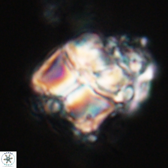 Lithoptychius chowii 23021