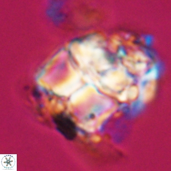 Lithoptychius chowii 23022