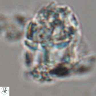 Lithoptychius chowii 23023