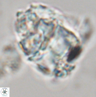 Lithoptychius chowii 23024