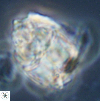 Lithoptychius chowii 23025