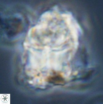 Lithoptychius chowii 23026