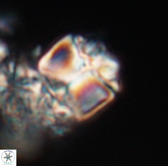 Lithoptychius chowii 23751