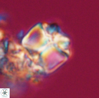 Lithoptychius chowii 23752
