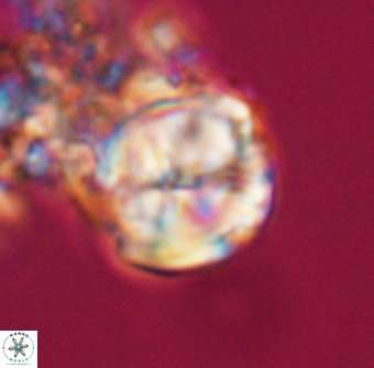 Lithoptychius chowii 23756