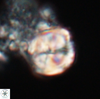 Lithoptychius chowii 23759