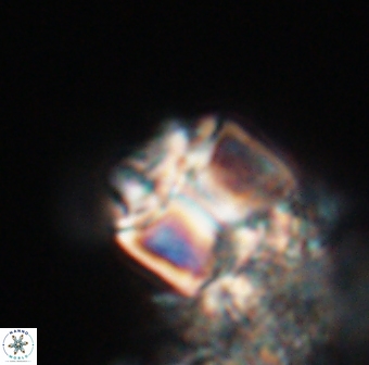 Lithoptychius chowii 23760