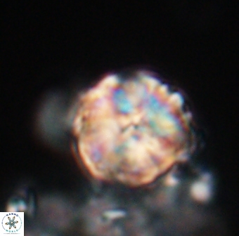 Lithoptychius chowii 23761