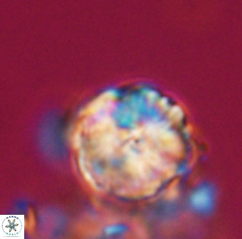 Lithoptychius chowii 23762