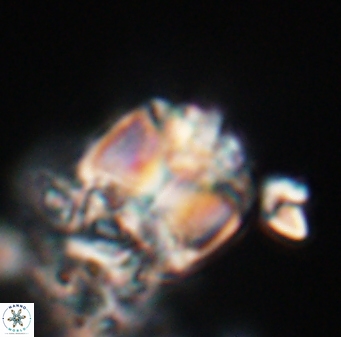 Lithoptychius chowii 23765