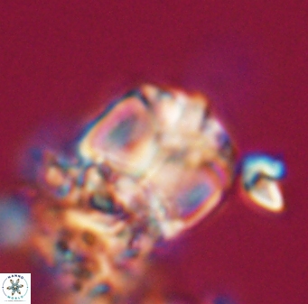 Lithoptychius chowii 23767
