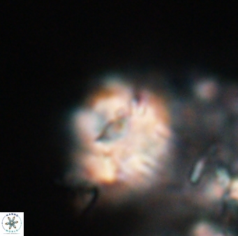 Lithoptychius chowii 23769