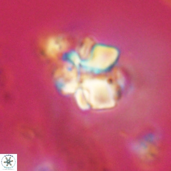 Lithoptychius schimitzii VR 09944