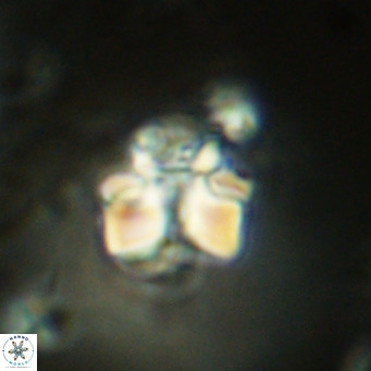 Lithoptychius schimitzii VR 09946