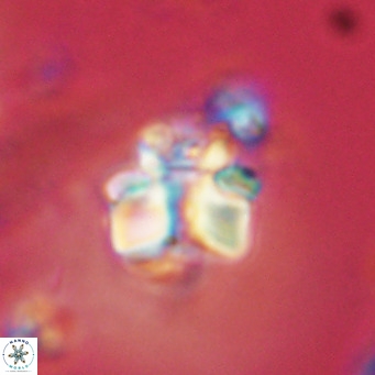 Lithoptychius schimitzii VR 09947