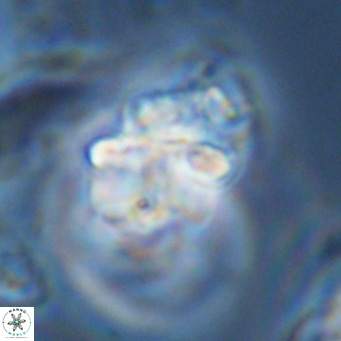 Lithoptychius schimitzii VR 09956