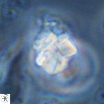 Lithoptychius schimitzii VR 09958
