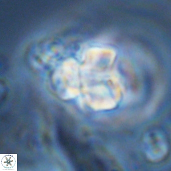Lithoptychius schimitzii VR 09959
