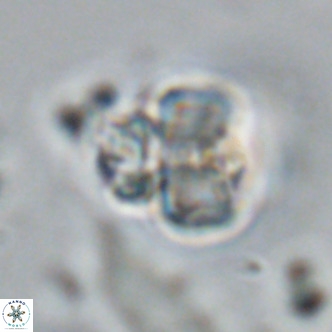 Lithoptychius schimitzii VR 09960