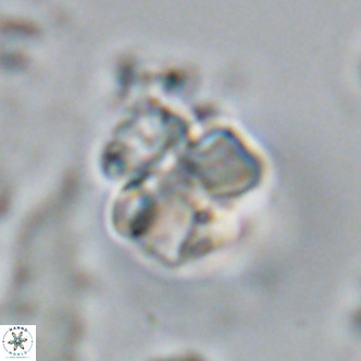 Lithoptychius schimitzii VR 09961