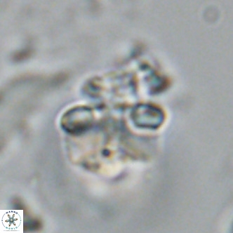 Lithoptychius schimitzii VR 09962