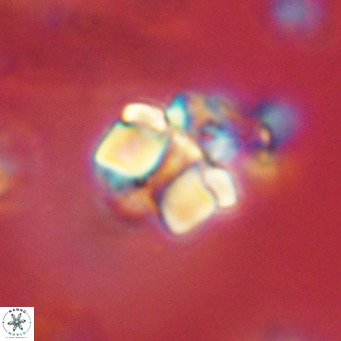 Lithoptychius schimitzii VR 09965