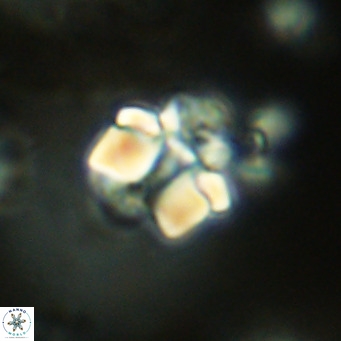 Lithoptychius schimitzii VR 09966