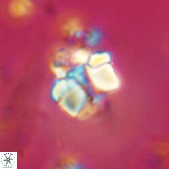 Lithoptychius schimitzii VR 09969