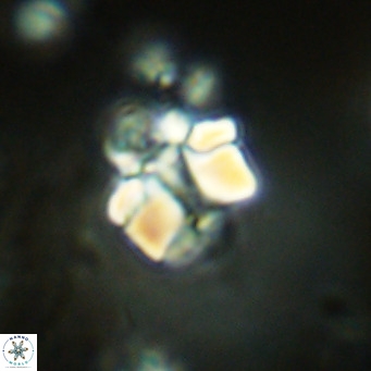 Lithoptychius schimitzii VR 09970