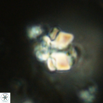 Lithoptychius schimitzii VR 09971