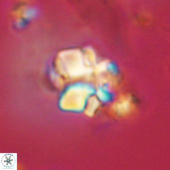 Lithoptychius schimitzii VR 09973