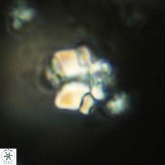 Lithoptychius schimitzii VR 09974