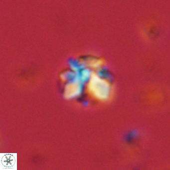 Lithoptychius schimitzii VR 09977