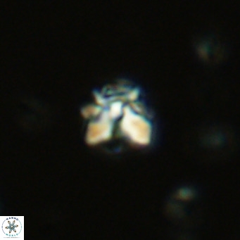 Lithoptychius schimitzii VR 09978