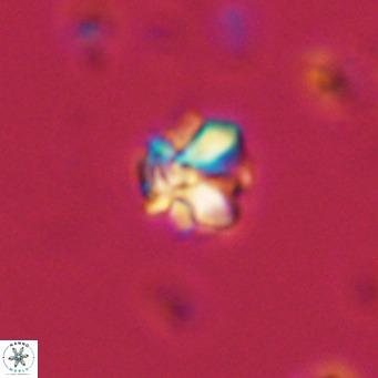 Lithoptychius schimitzii VR 09981