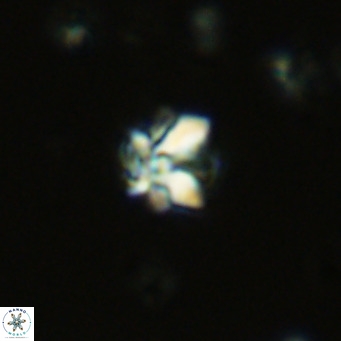 Lithoptychius schimitzii VR 09982
