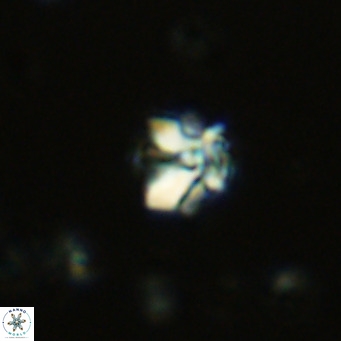 Lithoptychius schimitzii VR 09983