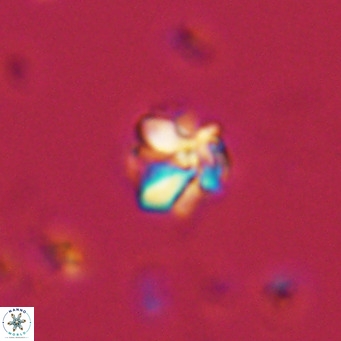 Lithoptychius schimitzii VR 09984