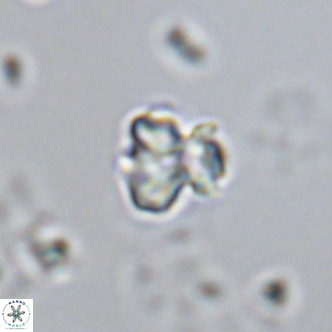 Lithoptychius schimitzii VR 09985