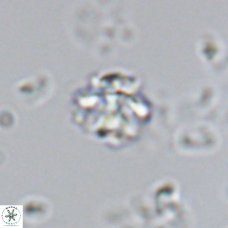Lithoptychius schimitzii VR 09987