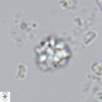 Lithoptychius schimitzii VR 09988
