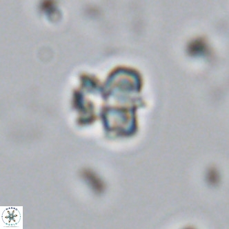 Lithoptychius schimitzii VR 09989