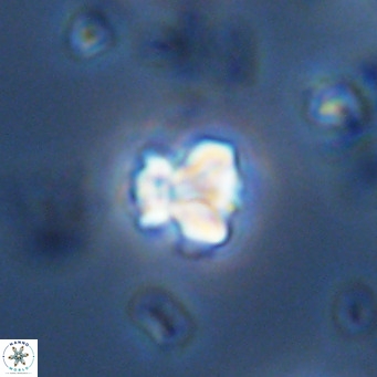 Lithoptychius schimitzii VR 09990
