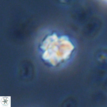 Lithoptychius schimitzii VR 09991