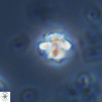 Lithoptychius schimitzii VR 09992